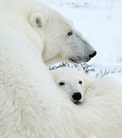 Polar Bears, Churchill Canada