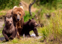 Alaska: Bears around Bristol Bay