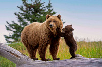 Brown Bears AK      Lake Clark National Park