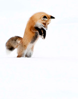 Foxes,  Yellowstone Winter